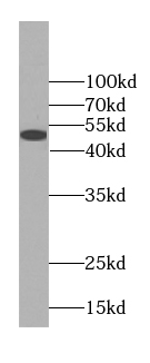 FLAD1 antibody|FLAD1抗体