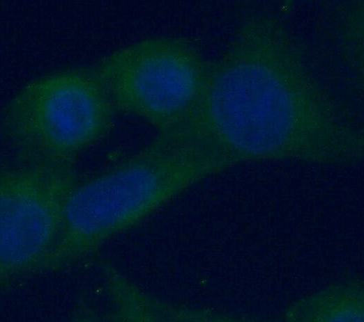 RAB5A antibody|RAB5A抗体