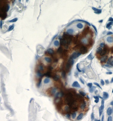 DCD antibody|DCD抗体