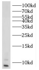 RPL39 antibody|RPL39抗体