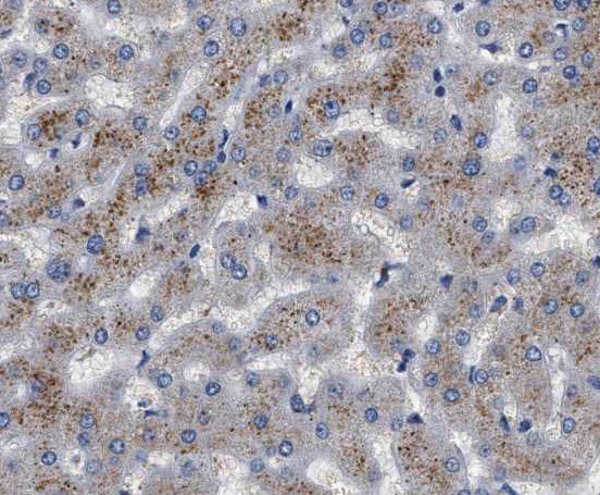 RNH1 antibody|RNH1抗体 FNab07365