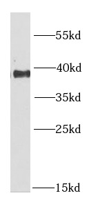 RNF2 antibody|RNF2抗体