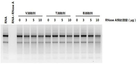 RNA酶和核酸清除剂(R504)