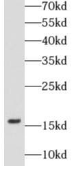 CASP3 antibody|CASP3抗体 FNab100