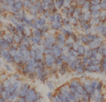 CUL4A-Specific antibody|CUL4A抗