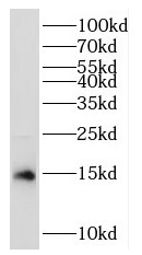 RPL35 antibody|RPL35抗体