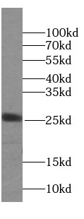 Claudin 9-specific antibody|Cl
