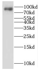 LENG8 antibody|LENG8抗体