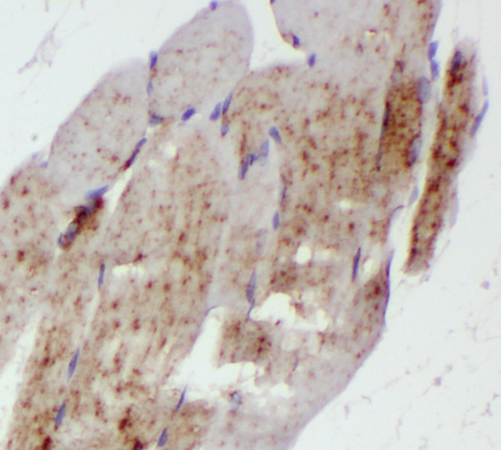 RTN2 antibody|RTN2抗体