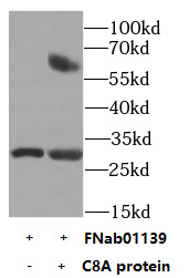 C8A antibody|C8A抗体 FNab01139