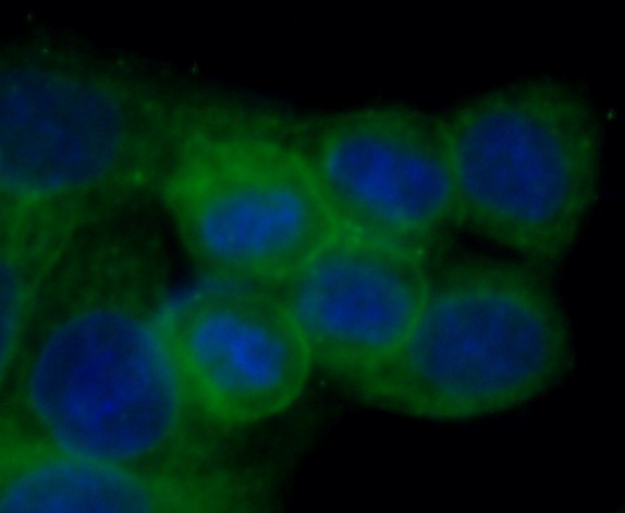 CASP8 antibody|CASP8抗体 FNab012