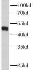 B4GALT4 antibody|B4GALT4抗体