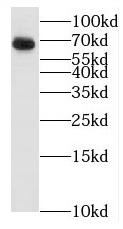BTN3A3 antibody|BTN3A3抗体