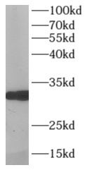 MPG antibody|MPG抗体 FNab10042
