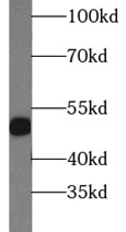 PGF antibody|PGF抗体
