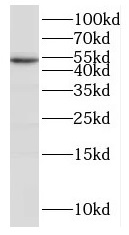 IRGC antibody|IRGC抗体
