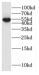 GLRA3 antibody|GLRA3抗体