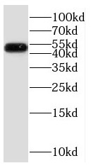 P2RY13 antibody|P2RY13抗体