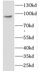 COG3 antibody|COG3抗体