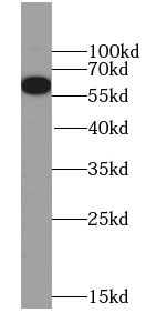 NELFA antibody|NELFA抗体