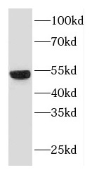 DPP7 antibody|DPP7抗体