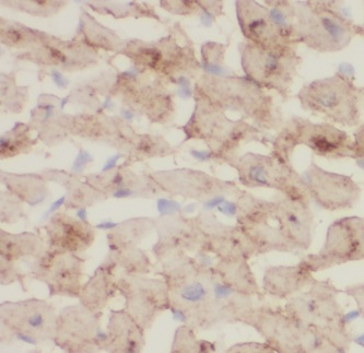 ITPA antibody|ITPA抗体