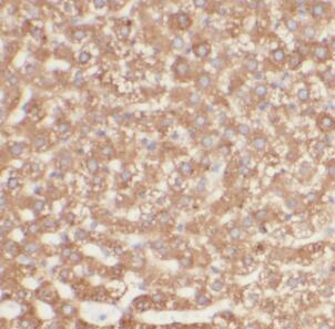 PIEZO2 antibody|PIEZO2抗体
