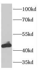 OLA1 antibody|OLA1抗体