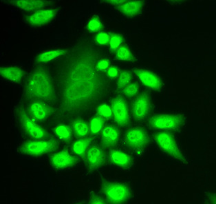 RNF40 antibody|RNF40抗体