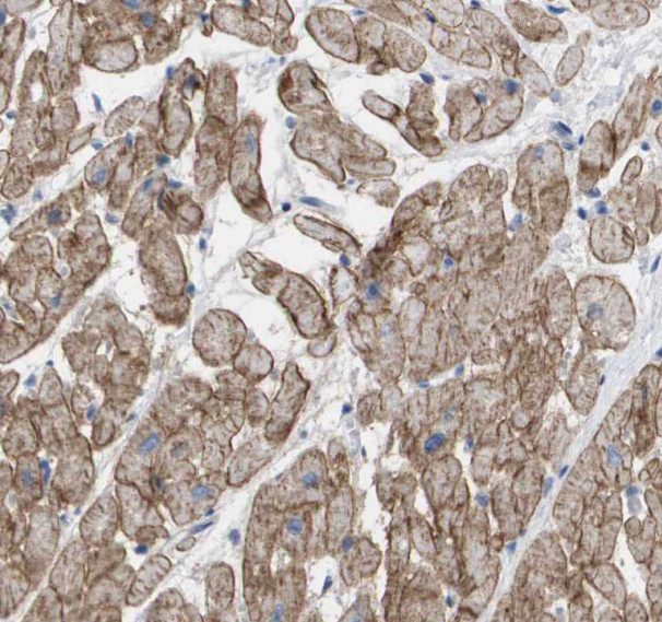 SGSM3 antibody|SGSM3抗体