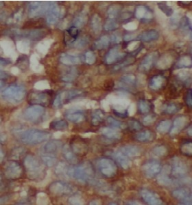 TRAF2 antibody|TRAF2抗体 FNab101