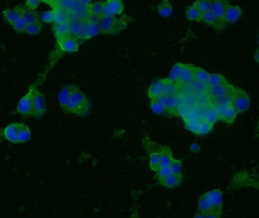 SYP antibody|SYP抗体 FNab08422