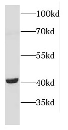 CNTFR antibody|CNTFR抗体
