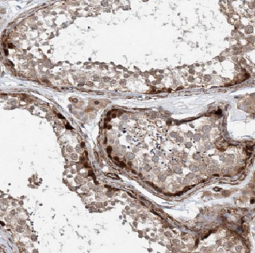 DAND5 antibody|DAND5抗体