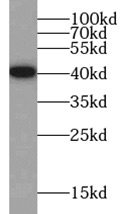 SYP antibody|SYP抗体 FNab08421