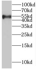 RRP1 antibody|RRP1抗体
