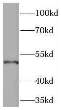 PDE7B antibody|PDE7B抗体