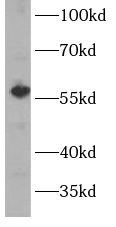 CYP1A2-Specific antibody|CYP1A