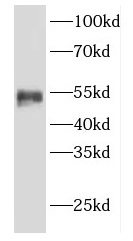 EED antibody|EED抗体