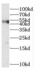 PARVA antibody|PARVA抗体 FNab061