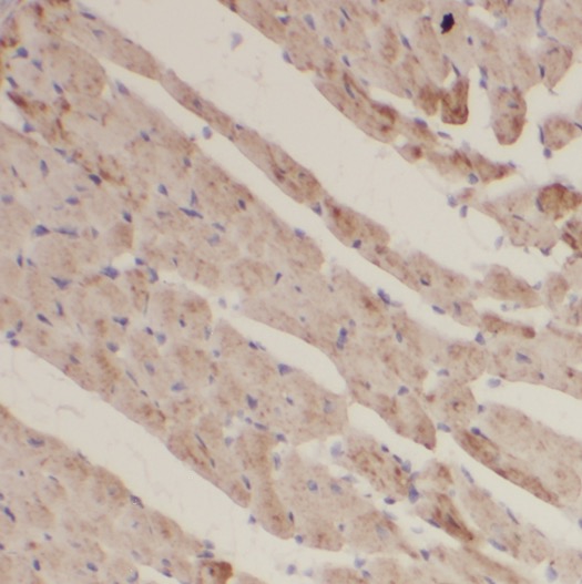 FXYD1 antibody|FXYD1抗体