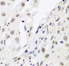 CBX3 antibody|CBX3抗体