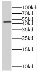 PNCK antibody|PNCK抗体