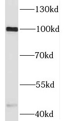 HM13 antibody|HM13抗体