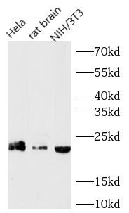 SRSF3 antibody|SRSF3抗体