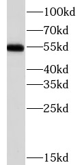 CHRNA7 antibody|CHRNA7抗体
