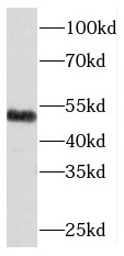 RCC1 antibody|RCC1抗体 FNab07209