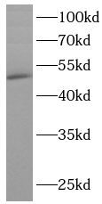 TARDBP antibody|TARDBP抗体 FNab1