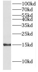 HMGN4 antibody|HMGN4抗体