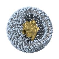 载IR780的FA/Tf双修饰脂质体：一种用于成像引导光热治疗的靶向递送系统